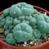 Lophophora_williamsii_6